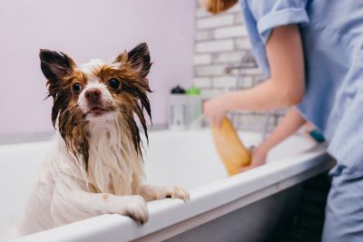 Pet Grooming and Pet Sitting Insurance in Fordyce, AR by Milton Insurance Agency