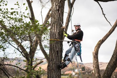 Tree Trimming Insurance in Fordyce, AR by Milton Insurance Agency